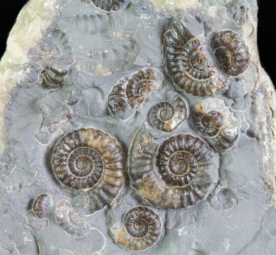 Ammonite Fossil Slab - Marston Magna Marble #63488